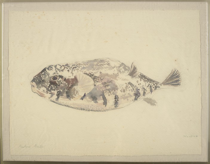 Barbara Hale, Blowfish
Watercolor on paper, 10 x 13 in. (25.4 x 33 cm)
HALE-00001