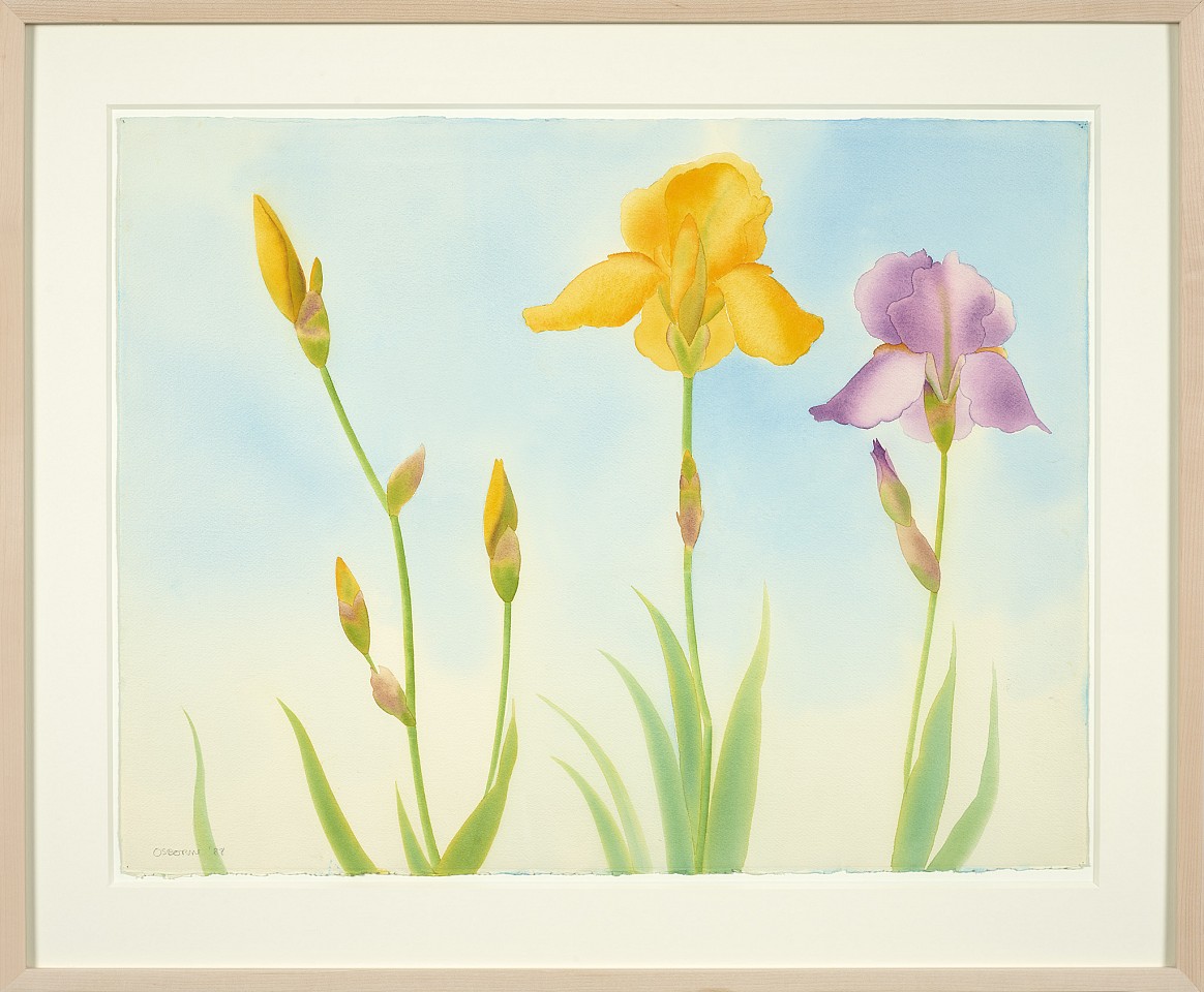 Elizabeth Osborne, Iris, 1988
Watercolor on paper, 20 1/4 x 26 in. (51.4 x 66 cm)
OSB-00629
